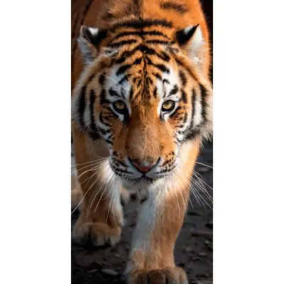 Tiger Badehåndklæde 70x140 Bomuld